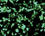 Fig.2  HilyMax��p������`�q�����ɂ��e�זE�ł�GFP����