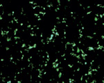 Fig.2  HilyMax��p������`�q�����ɂ��e�זE�ł�GFP����