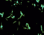 Fig.2  HilyMax��p������`�q�����ɂ��e�זE�ł�GFP����