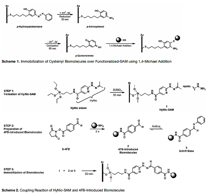Scheme1. Immobilization of Cysteinyl Biomolecules over Functionalized-SAM using 1,4-Michael Addition 