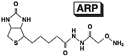ARP