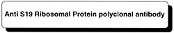 Anti S19 Ribosomal Protein polyclonal antibody