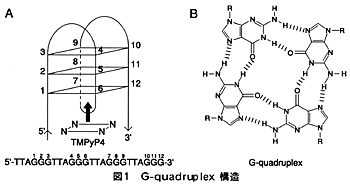 }1 G-quadruplex \