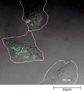 Fig.3 (5h)