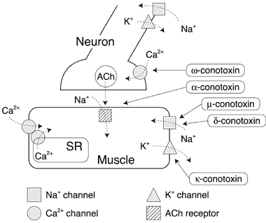Fig.1