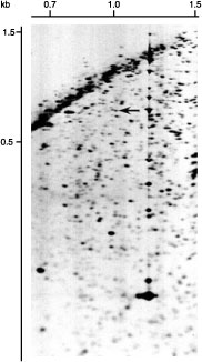 Fig.2