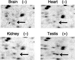 Fig.3