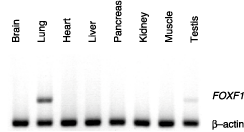 Fig.4