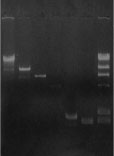 Fig.1
