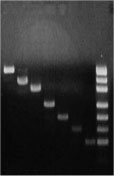 Fig.2