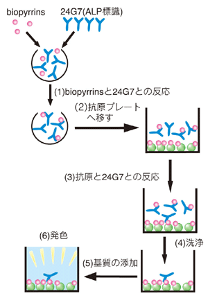 ABiopyrrins茴