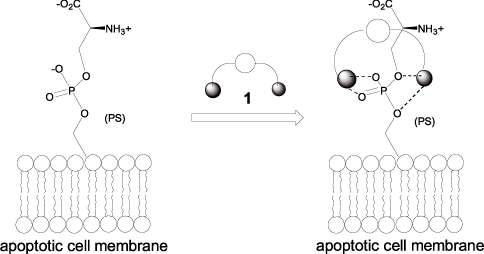 Fig.2@uv[uPɂA|g[VX̌o