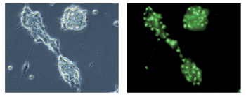 Fig3