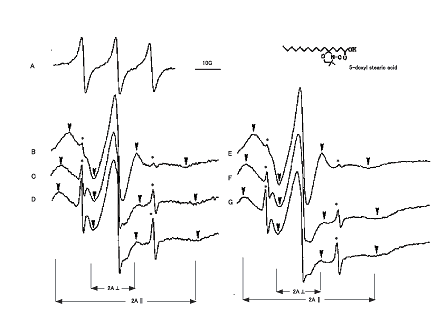 �}1�@ESR��p�����זE���ƃE�C���X�G���x���[�v�̗�����