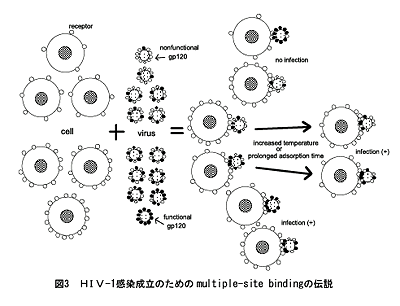 �}3�@HIV-1���������̂��߂�muItipIe-site binding�̓`�� 
 