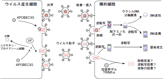 図 HIV-1の感染抵抗性因子APOBEC3G・TRIM5