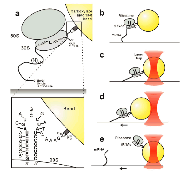 }3HIV-1̂߂muItipIe-site binding̓`