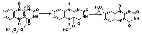 Fig.6