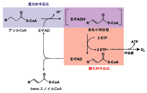 Fig.11