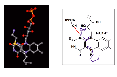 Fig.12