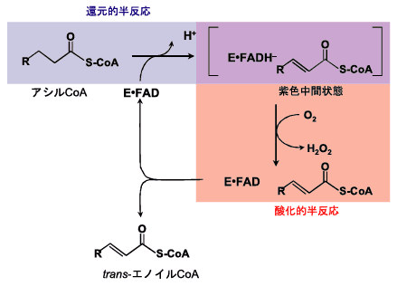 Coa アシル