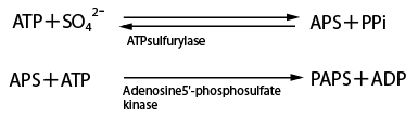 Fig.1