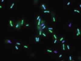 CFDA/DAPI dF