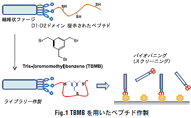 Fig.1 TBMBpyv`h쐻