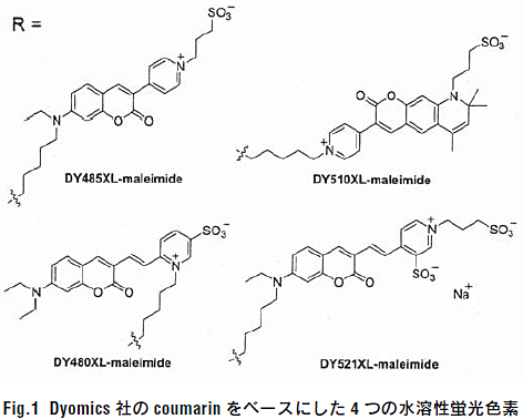 Fig.1 Dyomics Ђcoumarin x[Xɂ4 ̐nuFf