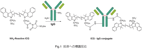 Fig.1 R̂ւ̕W