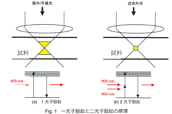 Fig. 1 qNƓqŇ