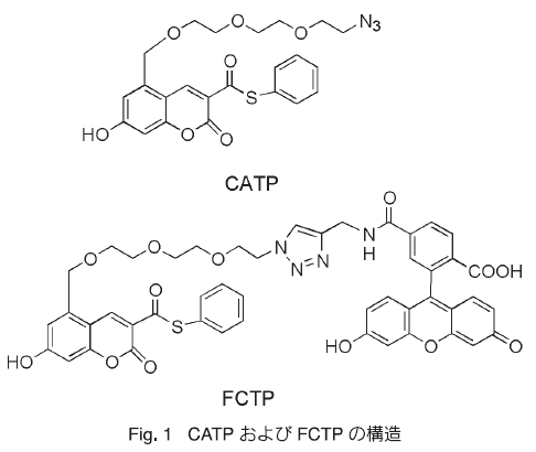 Fig. 1 CATP FCTP ̍\