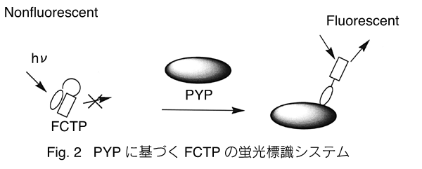 Fig. 2 PYP ɊÂFCTP ̌uWVXe