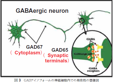 }3@GADAC\tH[̐_oזEł̋Ǎݐ̑z}