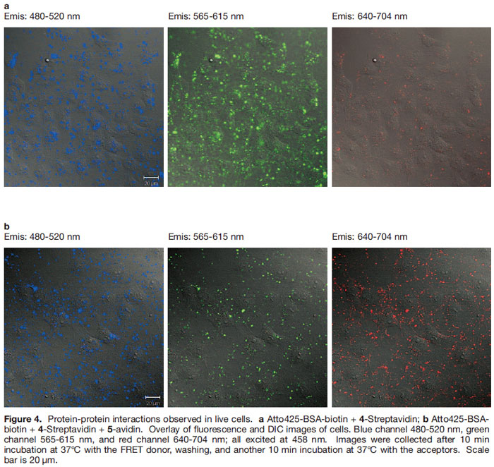 Figure4. Protein-protein interactions observed in live cells. 