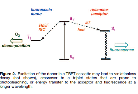 Figure2. Excitation of the donor in a TBET cassette may lead to radiationless