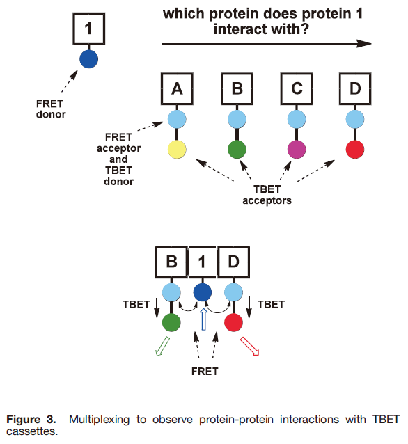 Figure 3.  Multiplexing to observe protein-protein interactions with TBET cassettes.