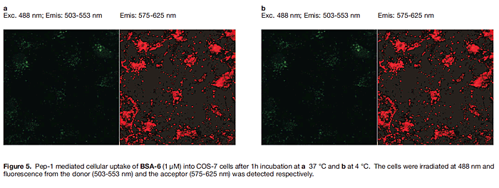 Figure5. Pep-1 mediated cellular uptake of BSA-6(1μM) into COS-7 cells after 1h incubation at a37°C and b at 4°