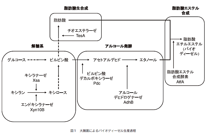 図1 大腸菌によるバイオディーゼル生産過程