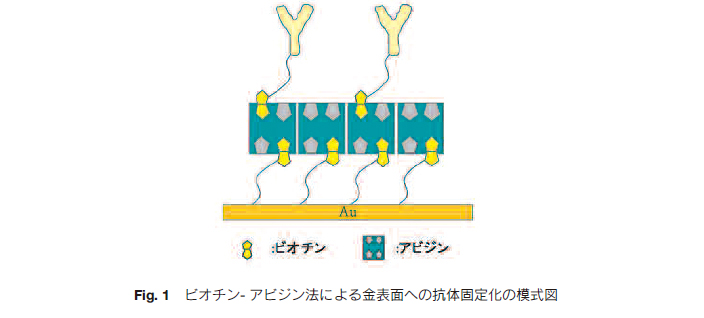 Fig.1 rI`-ArW@ɂ\ʂւ̍ŘŒ艻̖͎}