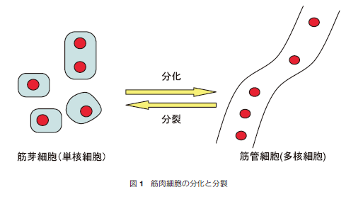 Scheme1. Immobilization of Cysteinyl Biomolecules over Functionalized-SAM using 1,4-Michael Addition 