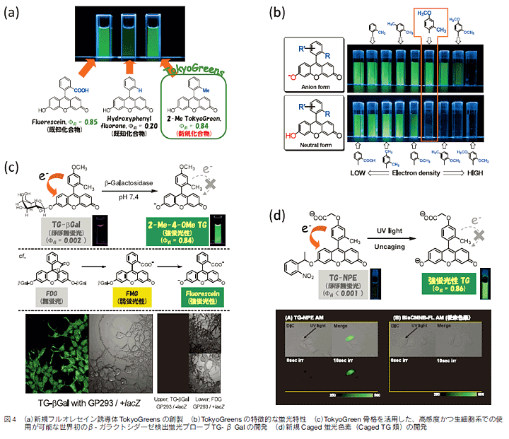 図4(a)新規フルオレセイン誘導体TokyoGreensの創製(b)TokyoGreensの特徴的な蛍光特性(c)TokyoGreen骨格を活用した、高感度かつ生細胞系での使
