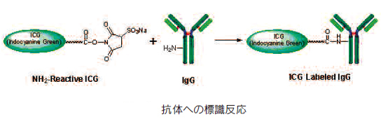 ICG Labeling Kit-NH2@