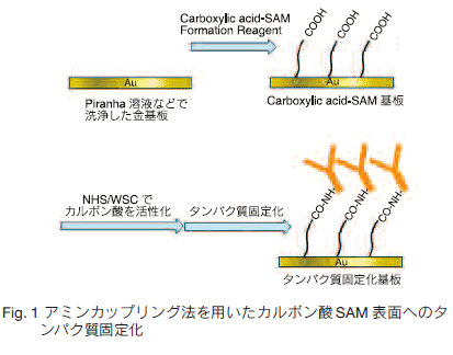 Fig.1A~JbvO@pJ{_SAM\ʂւ̃^pNŒ艻