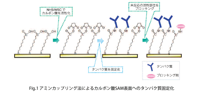 FIg.1 A~JbvO@ɂJ{_SAM\ʂւ̃^pNŒ艻