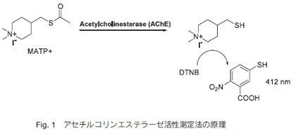 Fig.1 AZ`RGXe[[@̌