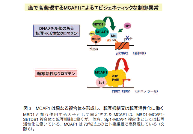 }3 MCAF1͈قȂ镡̂`A]ʗ}͓]ʊɓ