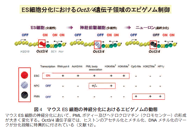 エピ ジェネ ティクス