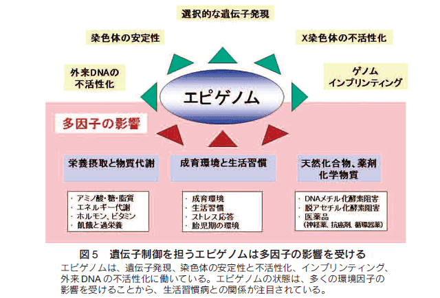 ジェネ ティクス エピ