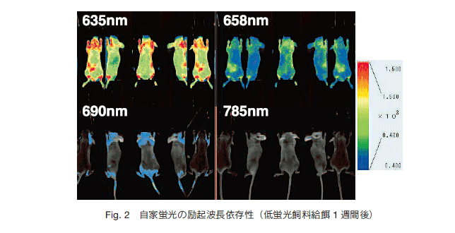 低近赤外蛍光標識抗体による担癌モデルマウスの in vivo イメージング